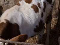 Toro, Simmental cattle — foto 5