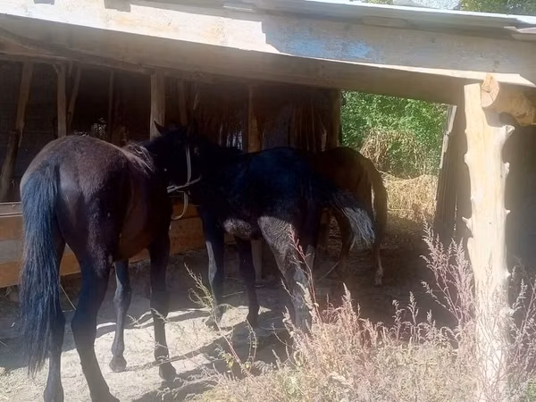 Yegua, Caballos