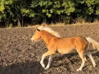 فرس, Haflinger — الصورة 2