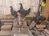 Chickens — photo 1