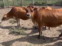 Vacă, Rasa Jersey — foto 1