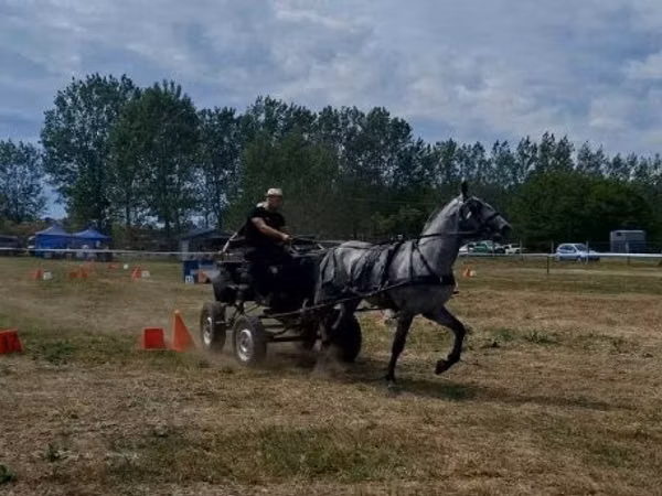 At, Lipizzaner