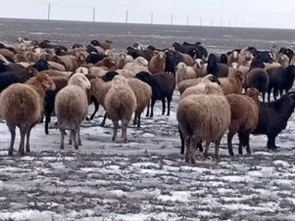 Carnero, Ovejas