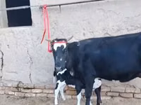 بقرة, Russian Black pied cattle — الصورة 7