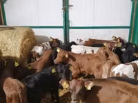 ثور, الماشية — الصورة 8