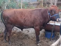 公牛, Cattle — 照片 5