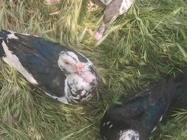 rață domestică Muscovy