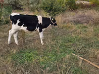 Bulle, Russian Black pied cattle — Foto 2