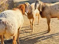 Qoʻchqor, Edilbay sheep — 2-rasm