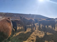 Pferde (Partie, Geschlecht nicht angegeben), Horse breed — Foto 3