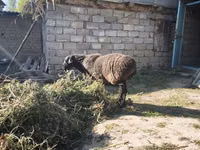 绵羊（批次，未指定性别）, Sheep — 照片 2
