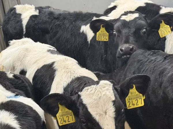 मवेशी (लॉट, लिंग निर्दिष्ट नहीं), Russian Black pied cattle