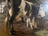 Cow, Russian Black pied cattle — photo 1