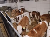 牛只（批次，未指定性别）, Simmental cattle — 照片 2