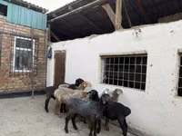 Oaie, Rhon sheep — foto 3