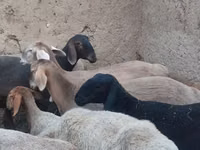 Ovelha, Arashan sheep — foto 3
