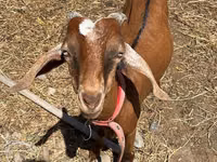 تيس, Nubian Goat — الصورة 1