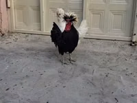 Chickens — photo 5