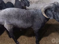 公羊, Sheep — 照片 8