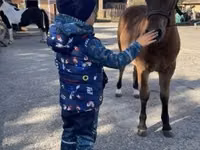 حصان, Welsh Cob — الصورة 4