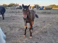 Aygʻir, Friesian — 3-rasm