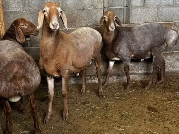 Oaie, Katum sheep