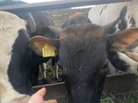 Taureau, Swiss cattle — photo 2