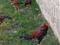 Chickens — Foto 2