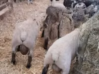 मेढ़ा, White Suffolk sheep — फ़ोटो 1