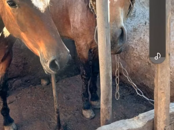 Stute, Horse breed