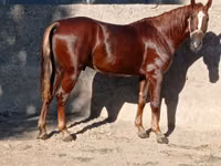 Cheval, Karabakh horse — photo 3