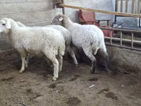 Schaf, Merino sheep — Foto 1