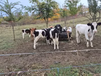 Bou, Simmental cattle — foto 5
