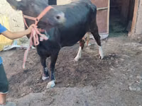 Cow, Brown Mountain — photo 1