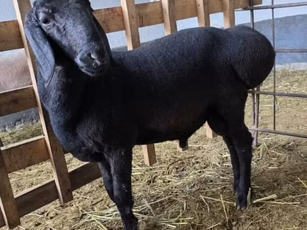 Carneiro, Arashan sheep