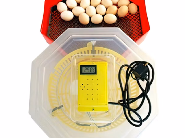Incubator electric cu termometru Cleo5t/INC4 / Credit 0% / Livrare / Garantie 2 ani