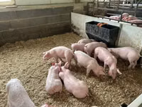 Porci (lot, sex nespecificat) — foto 2