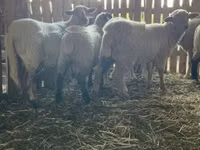 Schaf, Merinoland sheep — Foto 5