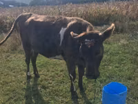 Vaca, Ganado vacuno — foto 3