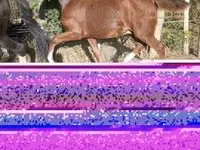 Horse (M), Dutch warmblood horse — photo 3