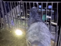Кочкор, Гиссар койу — сүрөт 3