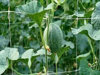 Сетка шпалерная для вьющихся растений.Plasă pentru plante cățărătoare. — foto 3