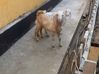 Capră, Nubian Goat — foto 4