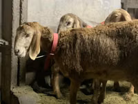 母羊, Arashan sheep — 照片 4