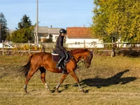 Jument, Chevaux — photo 3