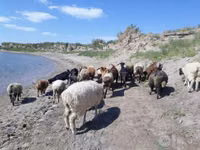 عنزة, الماعز — الصورة 1