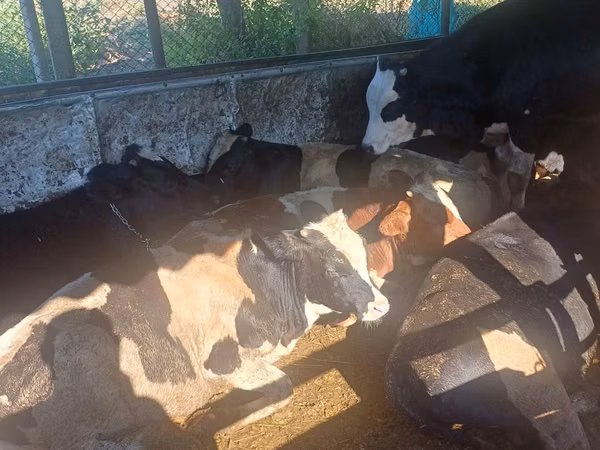 ثور, الماشية