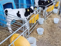 Bulle, Holstein-Rasse — Foto 7
