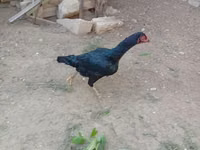 Chickens — photo 3