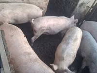 母猪, Pigs — 照片 2